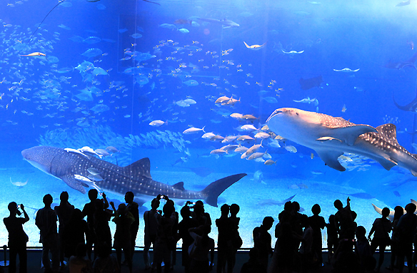Mořské akvárium, Okinawa, Japonsko