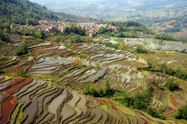 Rýžová pole u Jün-nanu, Vietnam