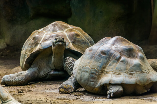 Želvy sloní, Galapágy