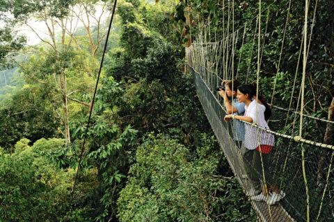 „Chodníky“ v N.P. Taman Negara, Malajsie