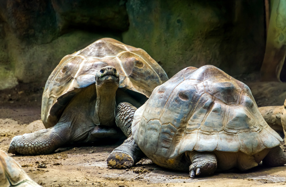 Želvy sloní, Galapágy