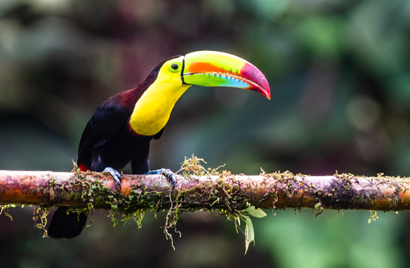 Jeden z mnoha druhů - tukan, Kostarika