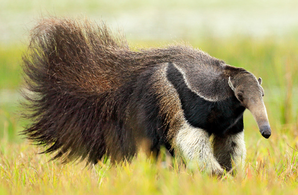 Obří mravenečník v Pantanalu, Brazílie