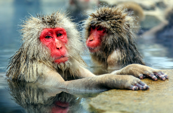 Sněžné opice v termálech, okolí Nagana, Japonsko