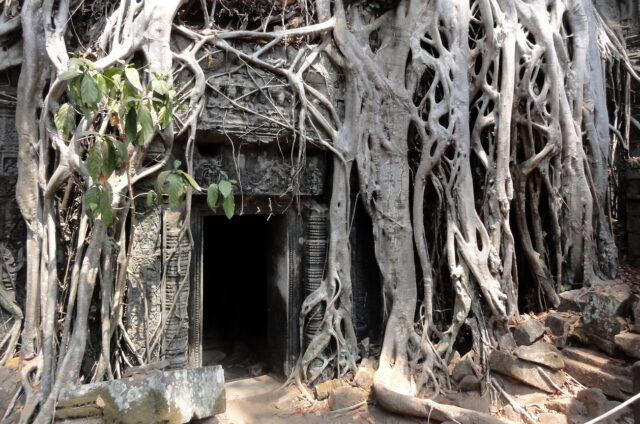 Chrám Ta Phrom v džungli, Kambodža