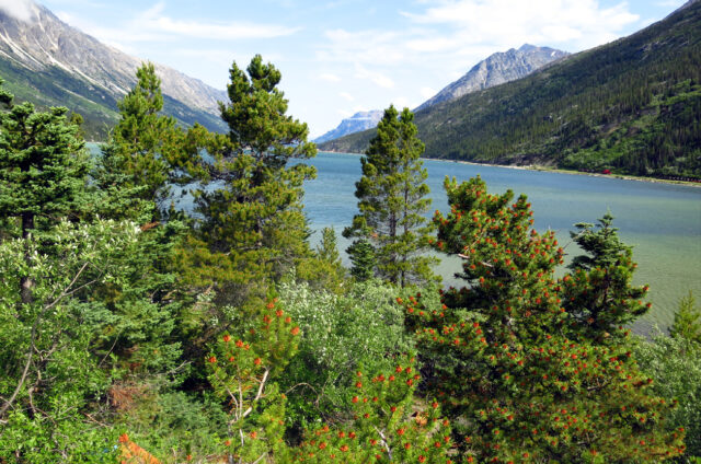 Denali N.P., Aljaška
