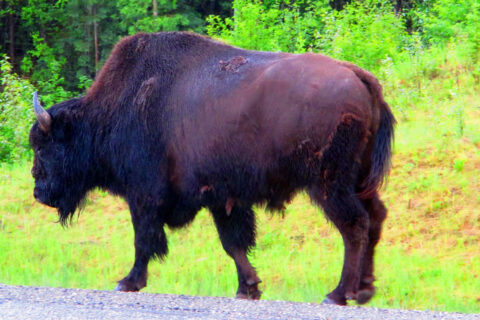 Fauna Skalistých hor, Kanada
