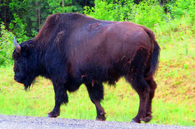 Fauna Skalistých hor, Kanada