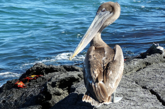 Hejna pelikánů, Galapágy