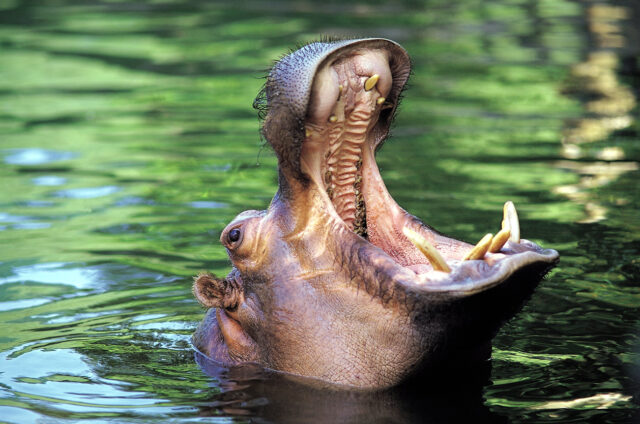 Hroch, Victoria Nil, Uganda