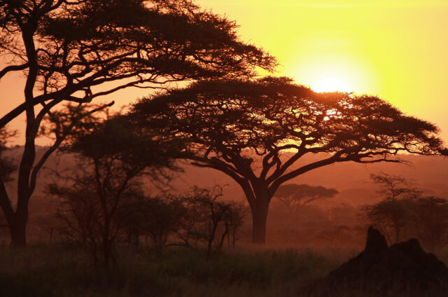 Ikonické akácie, Tanzánie
