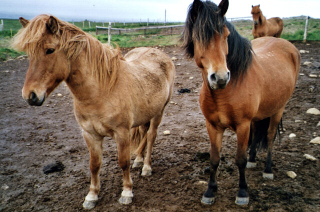 Islandští koně původem od Vikingů, Island