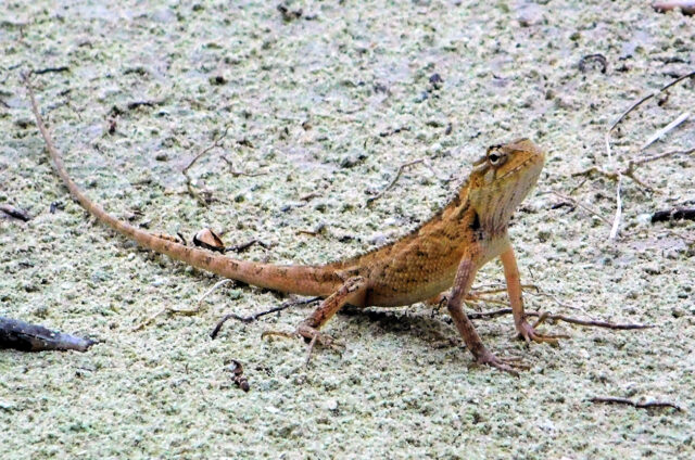 Ještěrka, Maledivy