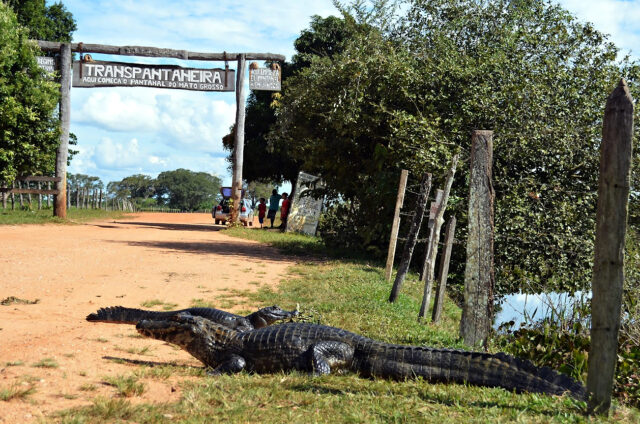 Kajmani na legendární Transpantaneira, Pantanal, Brazílie