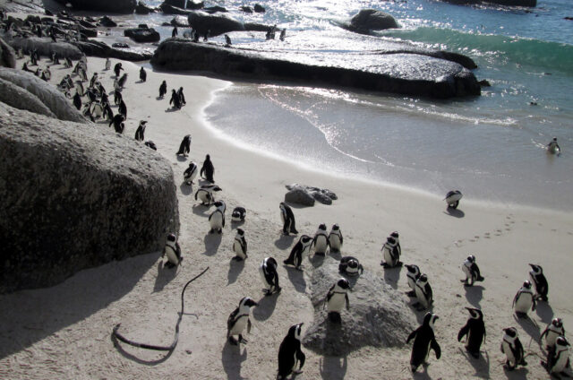 Kolonie mnoha tučňáků, Kapské Město, JAR