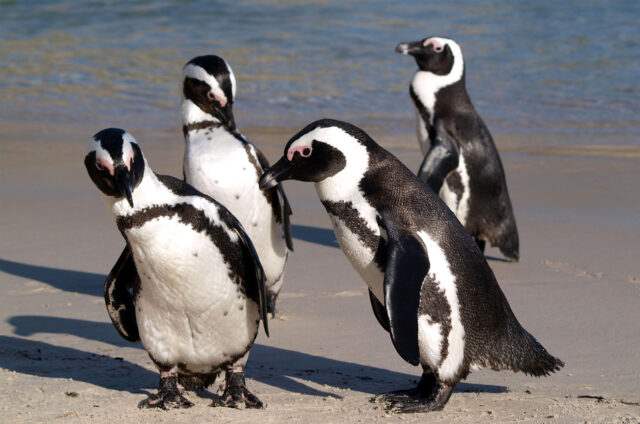 Kolonie tučňáků, Kapské Město, JAR