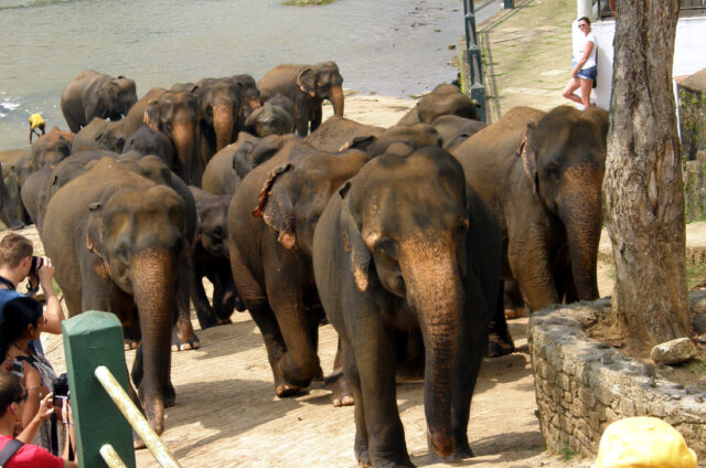 Koupání slonů v řece, Pinnawella, Srí Lanka