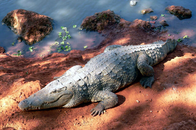 Krokodýl, Niokolo Koba, Senegal