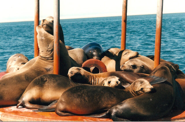 Lachtani, Ojo de Liebre, Mexiko