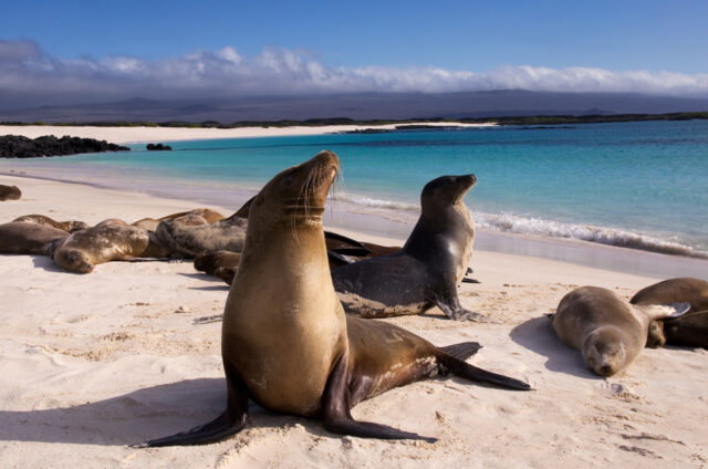 Lachtani v Gardner Bay, Galapágy