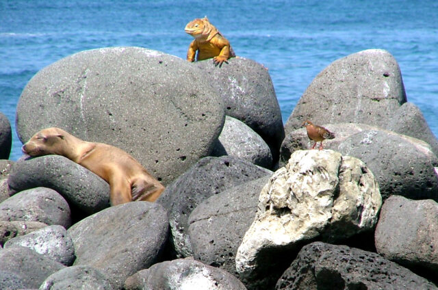 Leguáni a lachtani, Ekvádor