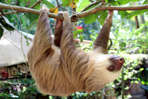 Lenochod v Cano Negro, Kostarika