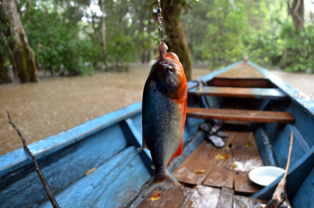 Lov piraní na Rio Negro, Amazonie, Manaus, Brazílie