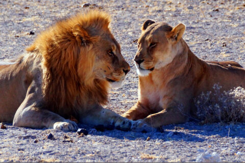 Lvi, Etosha N.P., Namibie