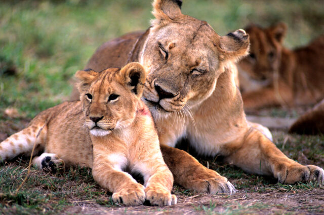 Lvi, N.P. Serengeti, Tanzánie