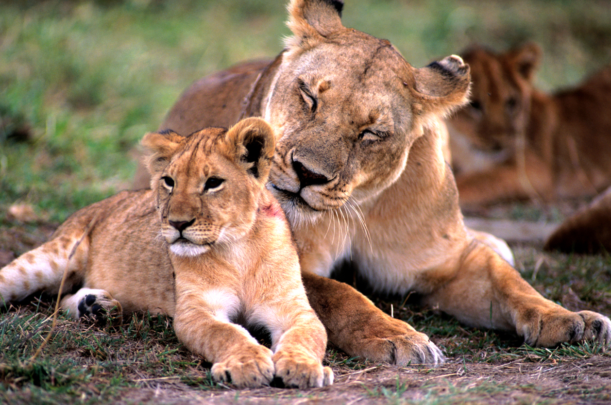 Lvi, N.P. Serengeti, Tanzánie