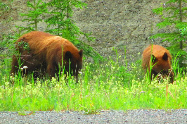 Medvědi na silnici č.37, Britská Kolumbie