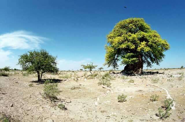 N.P. Makgadikgadi, Botswana