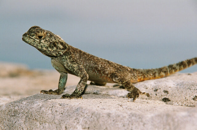 Na Mysu dobré naděje, JAR
