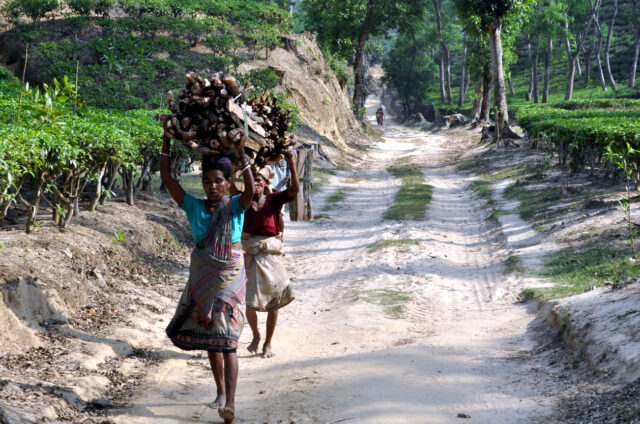 Nošení dřeva, Bangladéš