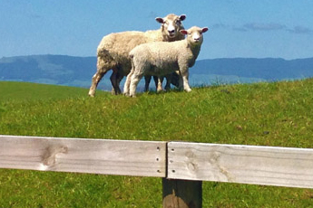 Ovce na pastvě, Nový Zéland