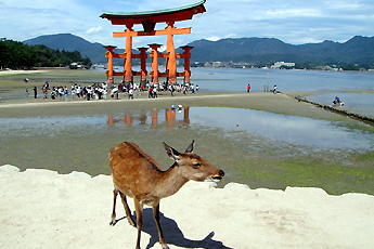 Plovoucí torii u ostrova Mijadžima, Japonsko