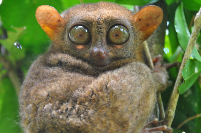 Nártoun - nejmenší primát z ostrova Bohiol, Filipíny