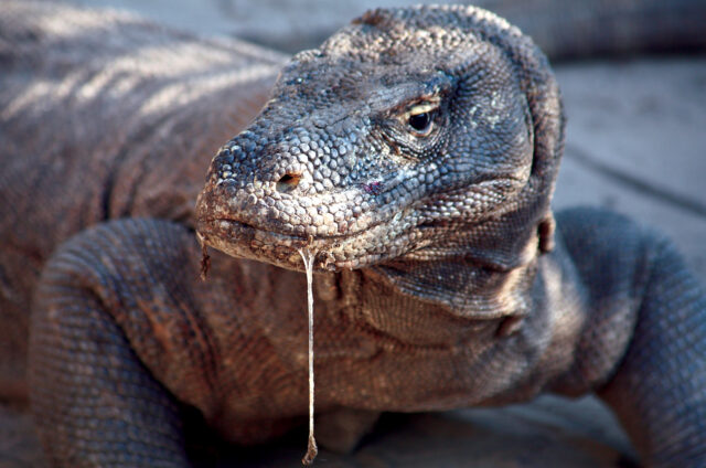 Obrovitý varan komodský, Indonésie