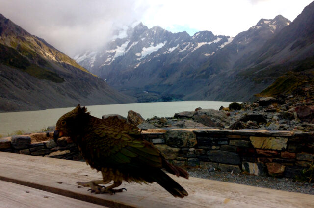 Papoušek Nestor kea, Mount Cook, Jižní o., NZ