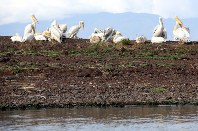 Pelikáni u jezera Awassa, Etiopie