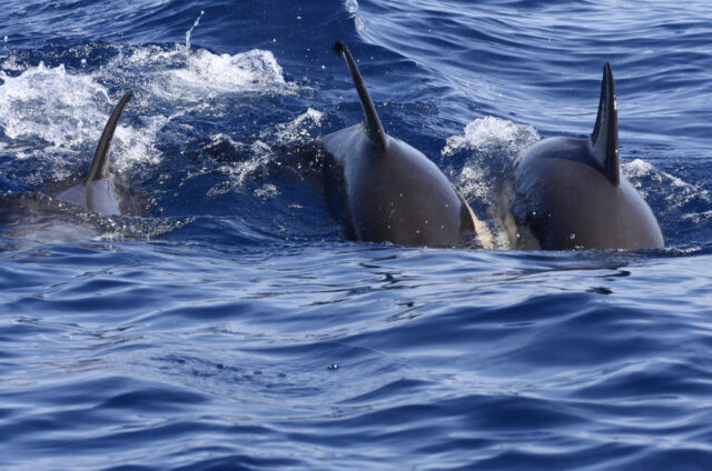 Plavání s delfíny, ostrov Pico, Azory