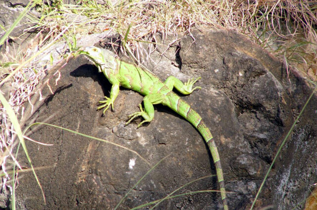 Plazi, Dominikánská republika