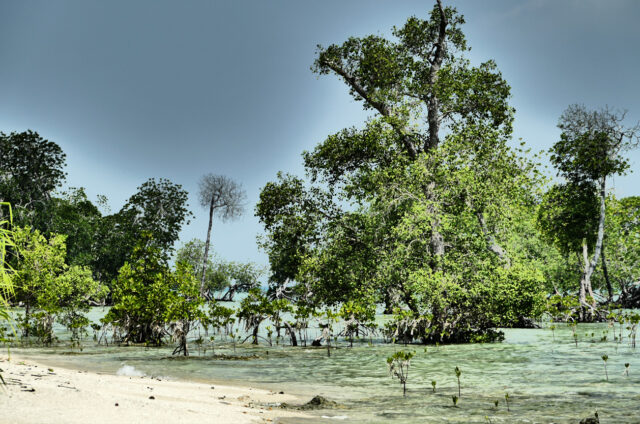 Pláže a vegetace Andaman, Indie