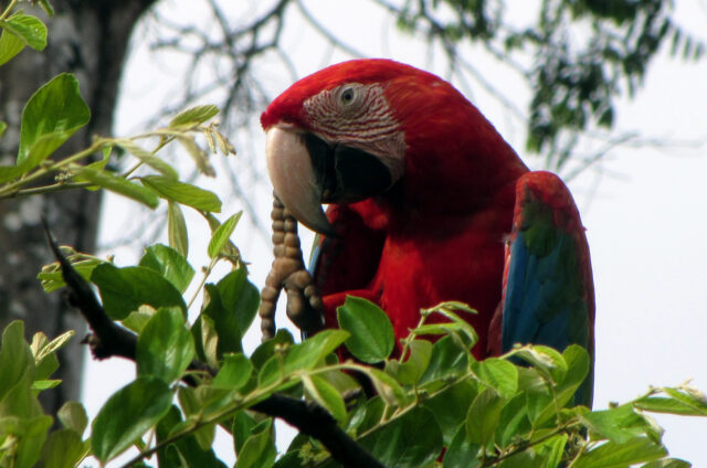 Pralesní džungle, Amazonie, Surinam