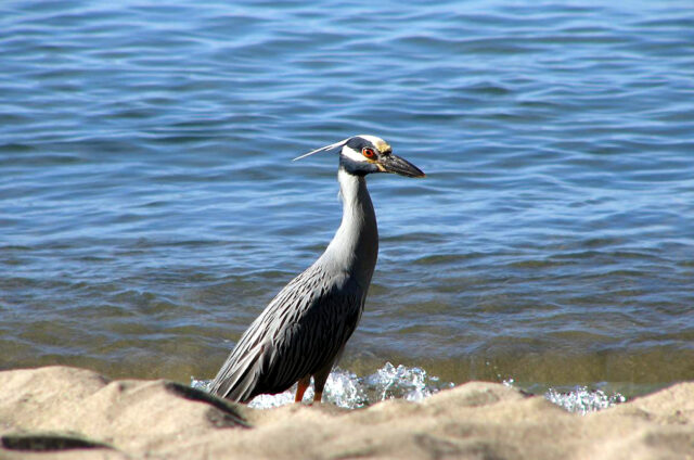 Ptactvo, Dominikánská republika