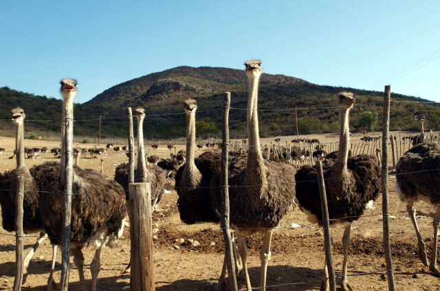 Pštrosí farma, Oudtshoorn, JAR