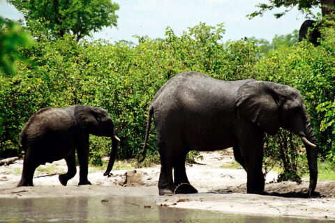 Safari v Chobe N.P., Botswana