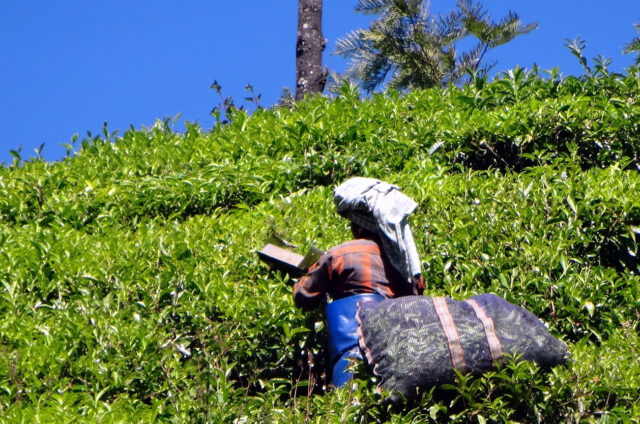 Sběr čaje, Munnar, Indie