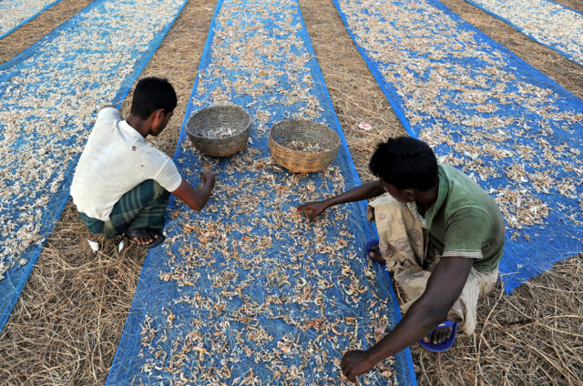 Sundarbans, Bangladéš
