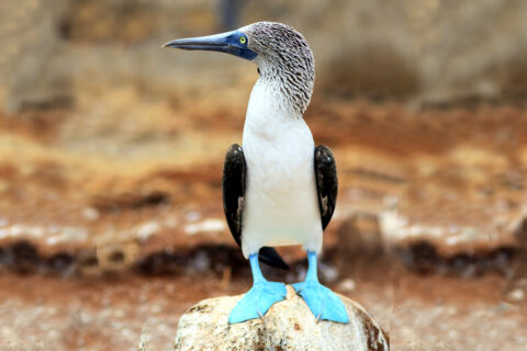 Terej modronohý, Vicente Roca Point, Galapágy